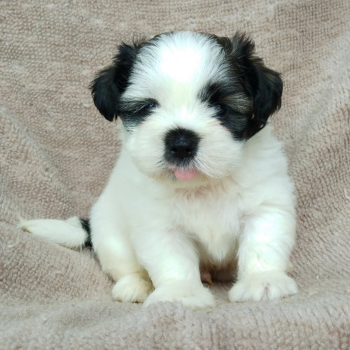 71019486 681877458987741 5306494366938824704 n