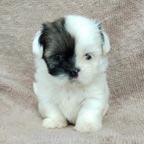 71112873 2441300062862224 1118596113092313088 n