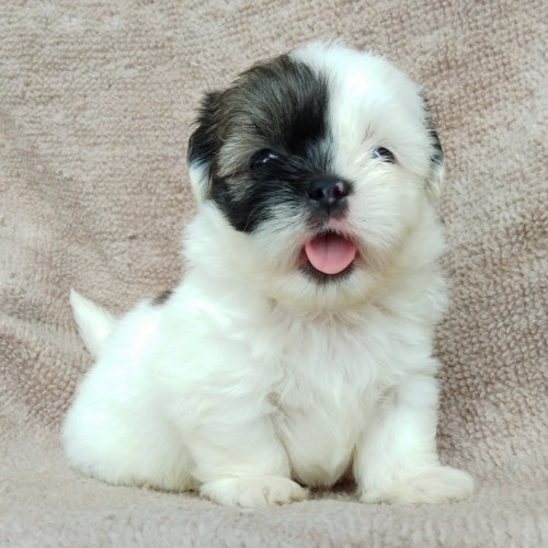 71184775 891877364516376 220095526069075968 n