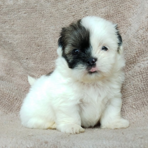 71263296 2353645938271740 3896398900776402944 n