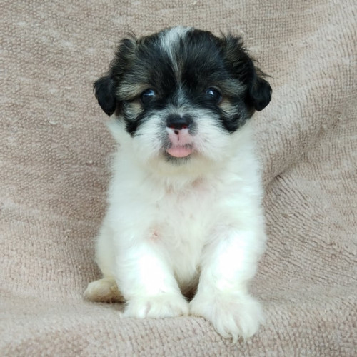 71498034 684038372114840 5656097149985751040 n