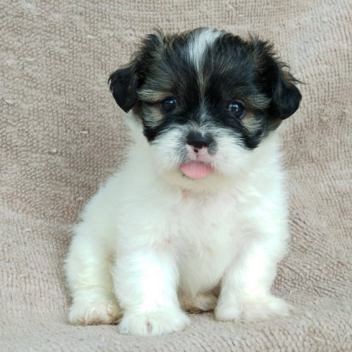 71682837 422782918645625 2298307888524820480 n