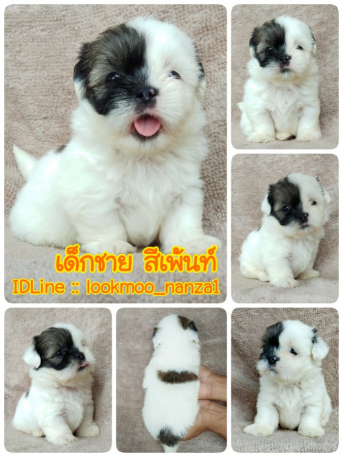 71829367 727682450990650 6493209112317263872 n