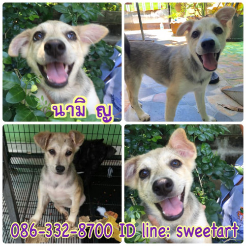 70330636 2399826173436503 2518467620060004352 n