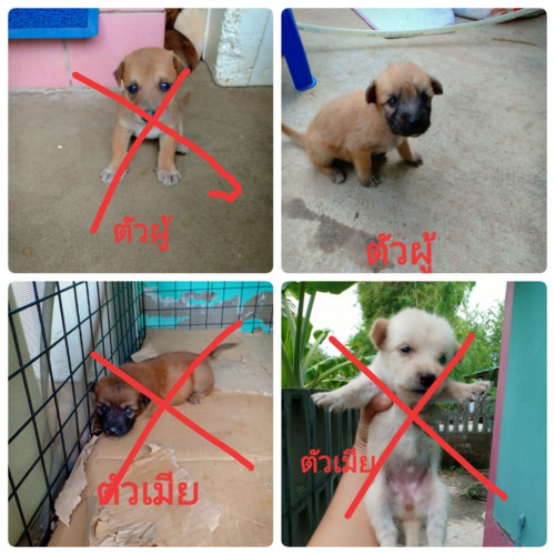 70377851 135971657683453 3038606761108963328 n