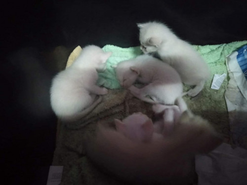 70401862 1228735380661107 7756659946724261888 n