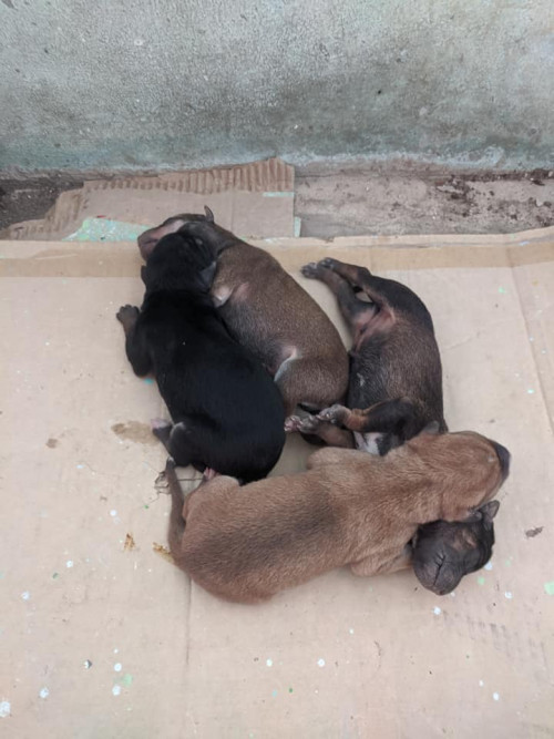 70436564 1827919170673546 8462462050008825856 n