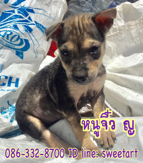 70609045 2402386749847112 1869135738193313792 n