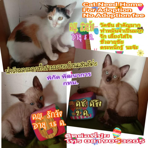 70732251 2365742773522532 4853901910266085376 n