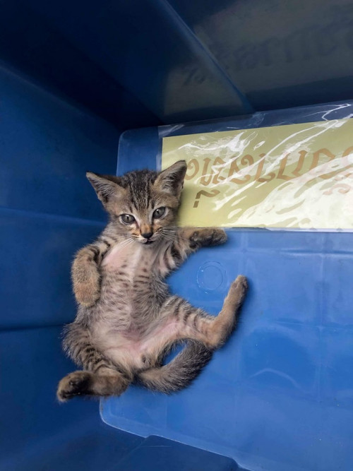 71120132 3211784892195527 4582233537893105664 n