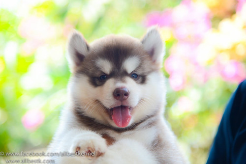 13433070 1195308690504023 5905495668117531629 o