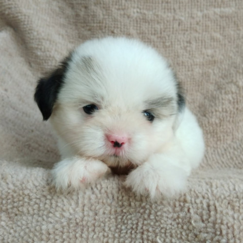 71184547 2749850848382506 2538040224114540544 n