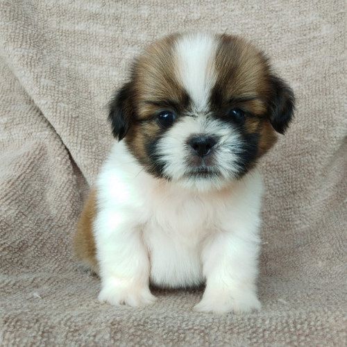 71236224 244605609813399 5509386259769851904 n