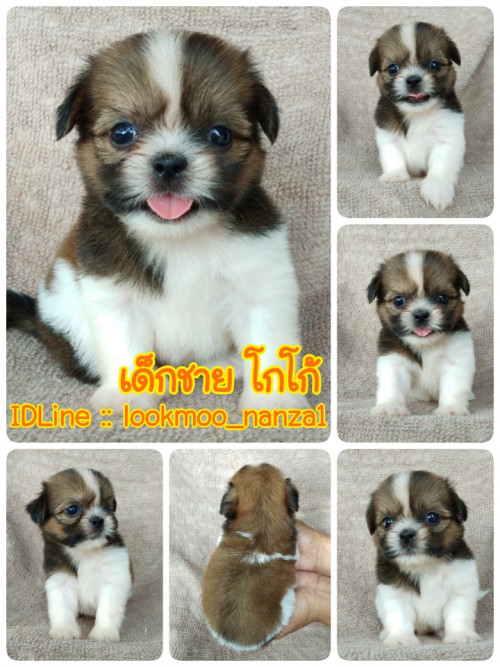 71851538 370033640547311 3026448284219604992 n