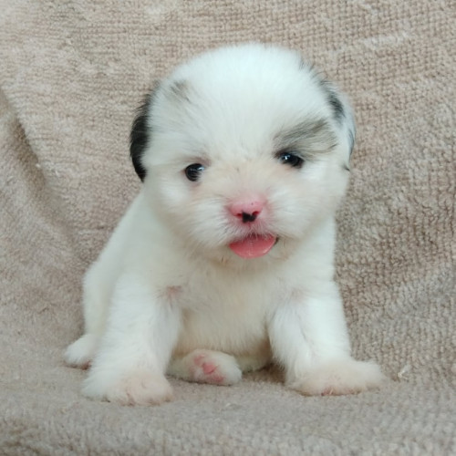 71957752 507667550010038 194694170357530624 n