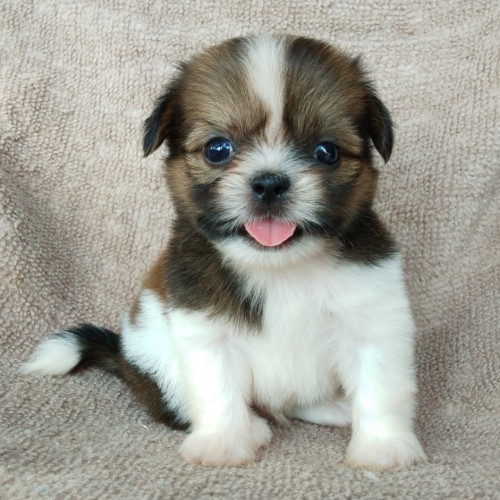 72107999 1140637662804353 3789530635459100672 n