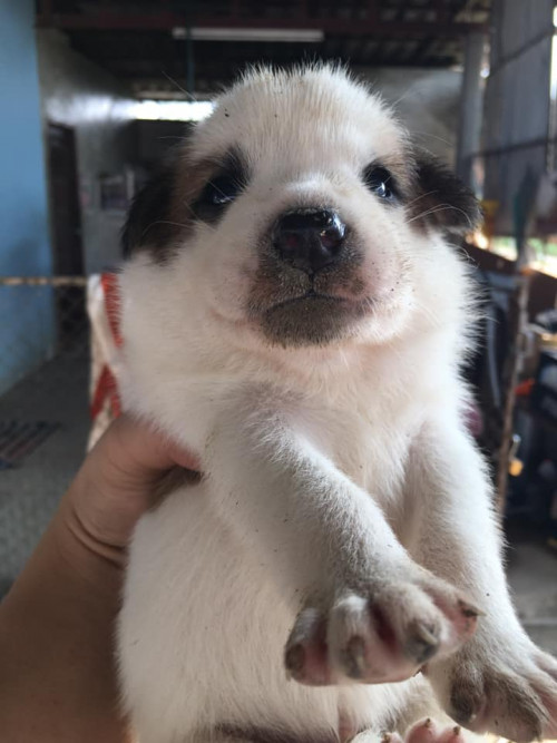 71137162 2301692436620257 489696279710924800 n