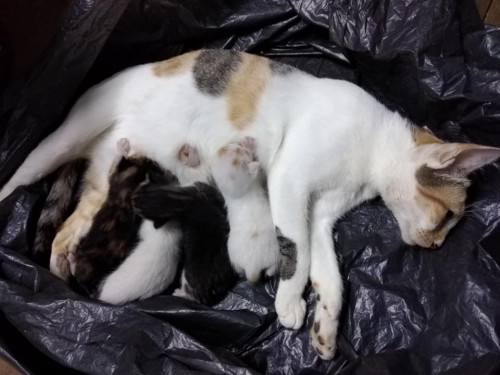 71382836 619069875289093 2785859983122628608 n