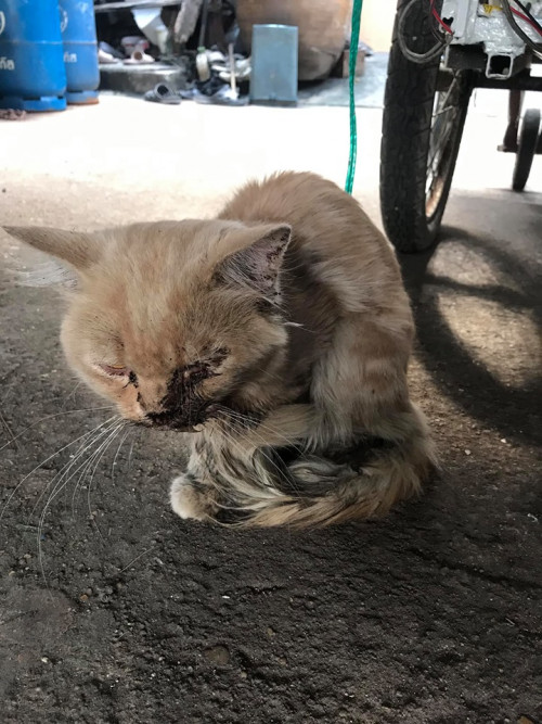 72596284 2410746369242716 4243525892875223040 n