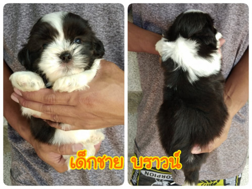 72532882 987378601610646 6645312424167604224 n