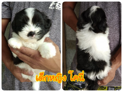 72561284 2540447072667889 469385194684547072 n