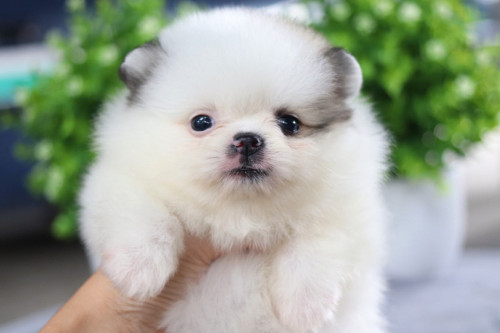 A47F7CF6 4B7D 4E44 9F35 2AB0F945D433