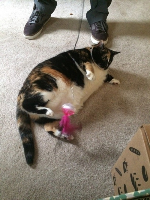 13
