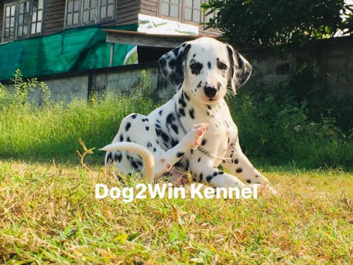 09977E69 4331 4B79 8F4F C6C6FB06C902