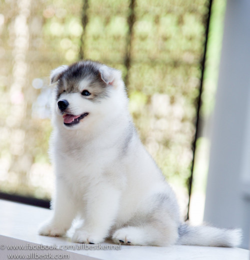 28796104 1840397372661815 1286856864276938752 o