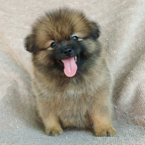 72694867 354647775314101 7264173918250860544 n