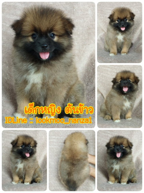 73058010 2446951402089204 6584695776897662976 n