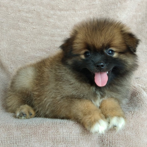 75402077 1536128146528187 8003387783311785984 n