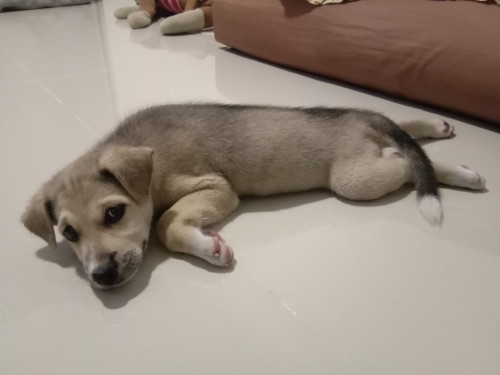 72615763 513260976164840 4896231484437823488 n