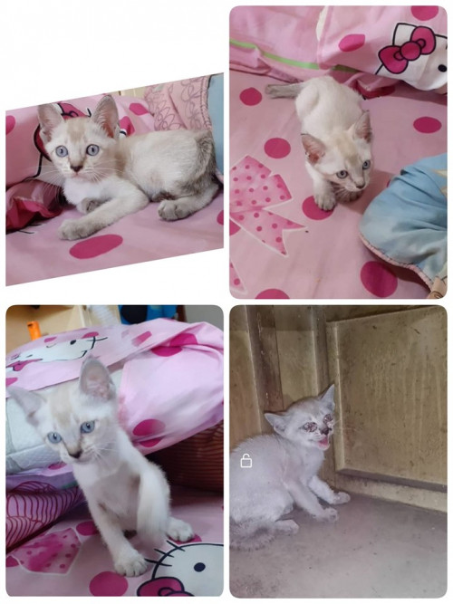 73420362 2493155100803898 8208287423029837824 n