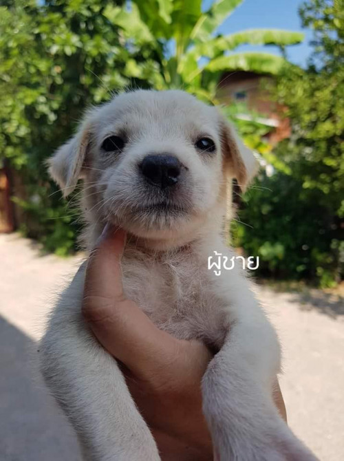 75039028 531070751021953 3306255447819812864 n