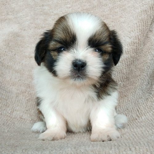 75072700 723514224816300 7006566697574334464 n