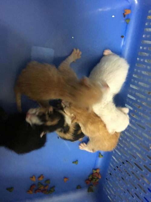 73504637 1391328404365401 3195930197685698560 n