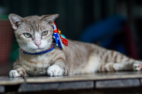 75513342 2461775820557792 4423562301924179968 o