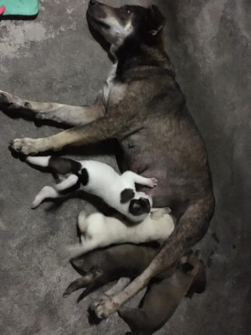 4
