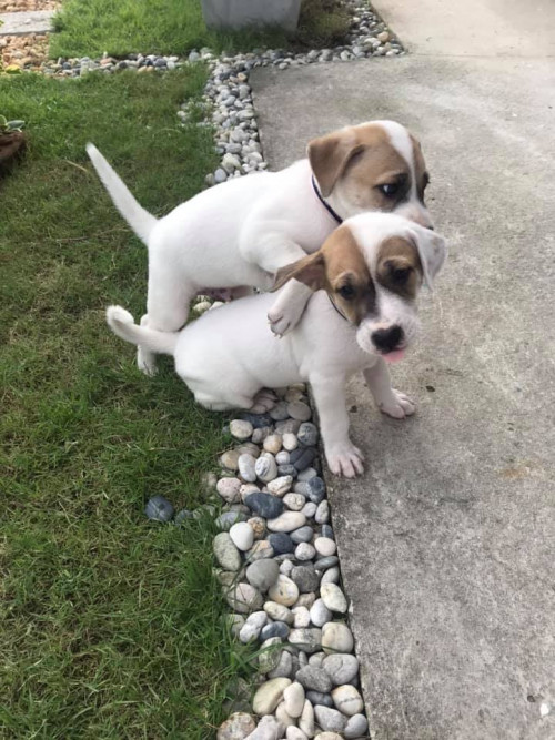 77028384 3041557525874478 1209502403036971008 n