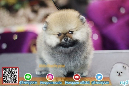 24112019 1 191126 0006