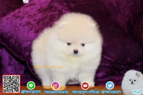 24112019 4 191126 0004