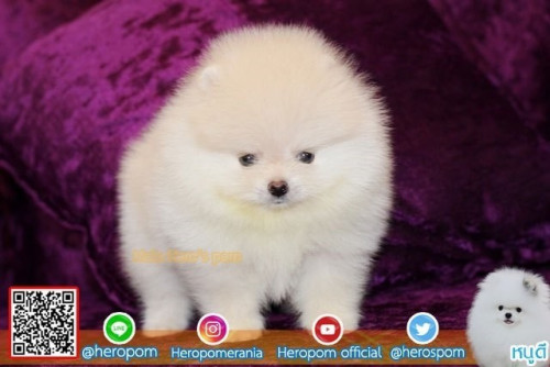 24112019 4 191126 0007