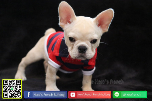 Fren M21111901 Edi 191122 0003