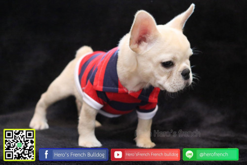 Fren M21111901 Edi 191122 0006