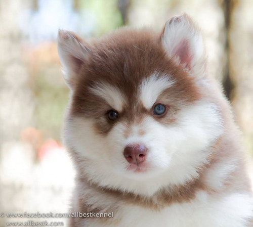 38768478 2044362765598607 5883527634087837696 n