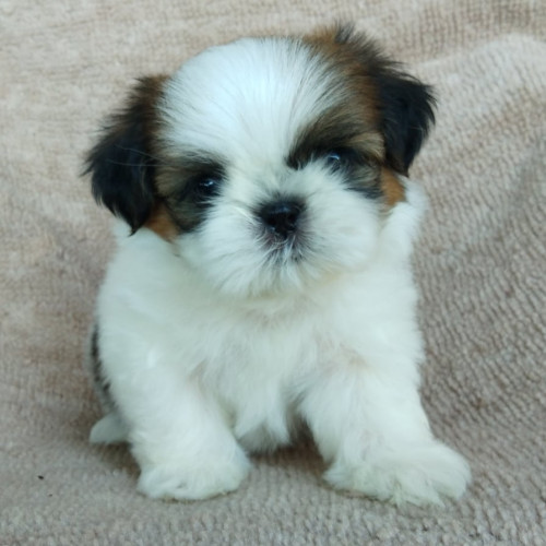 78555309 592703334798634 671140128067944448 n