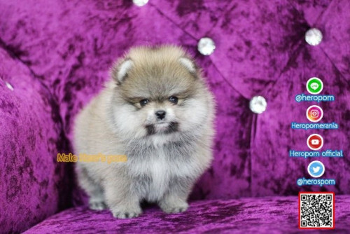 M02121 Edit 191202 0003