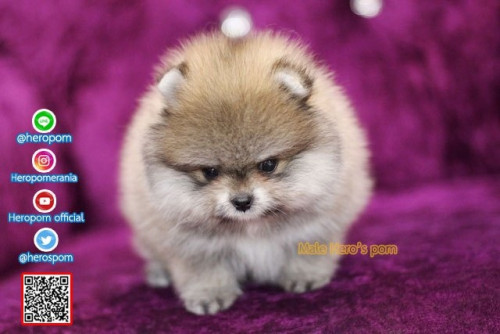 M02121 Edit 191202 0006