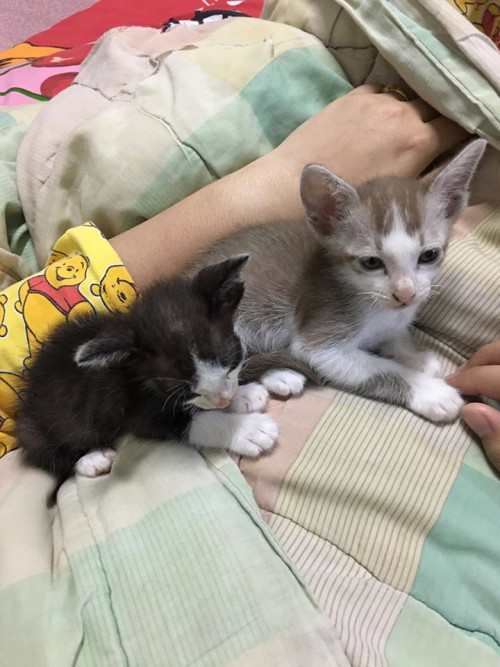 76989416 1758363540973973 4094760857240600576 o